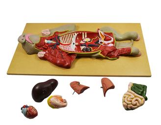 Premium Model Pig Dissection - Eisco Labs