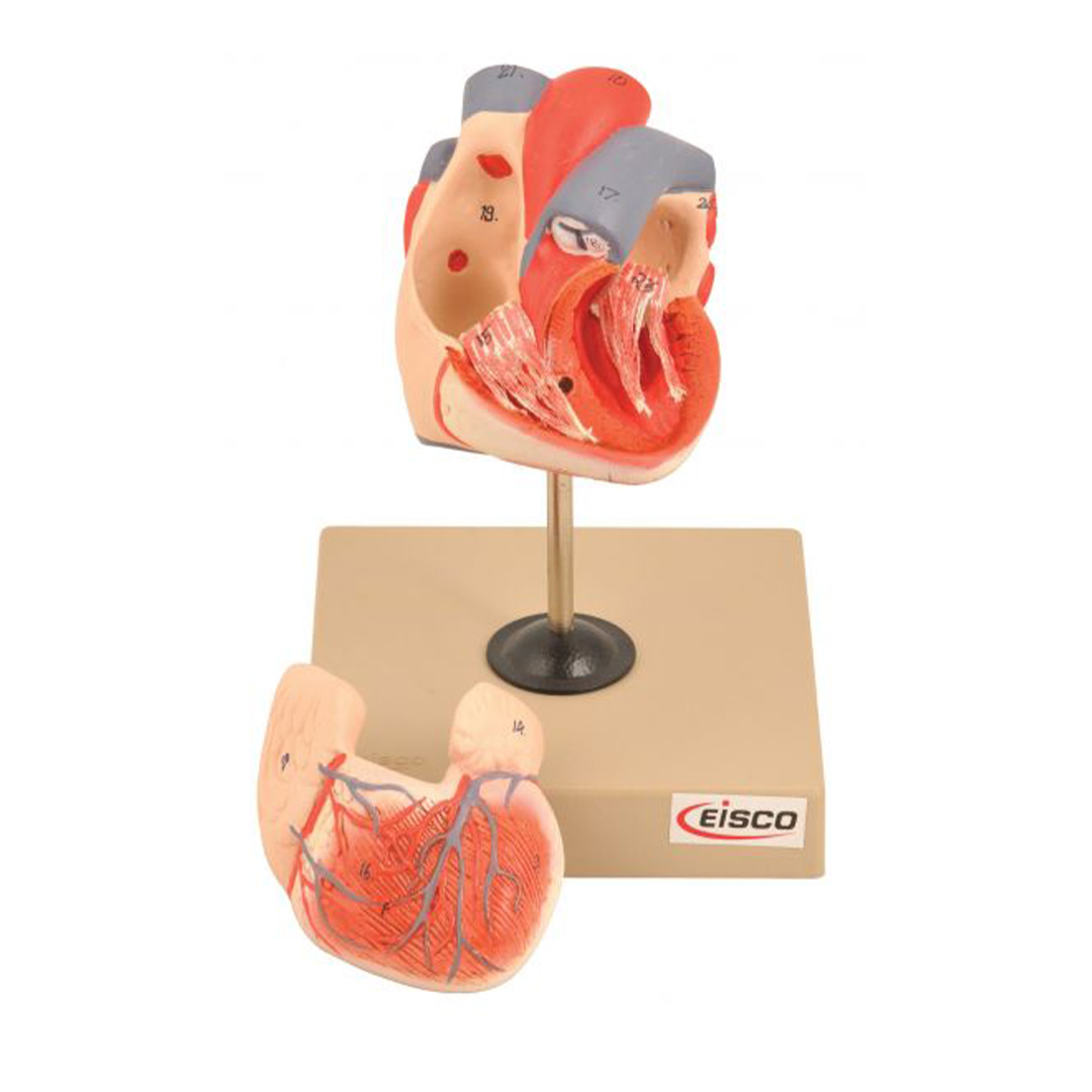 Eisco Labs Life Size Human Heart Model on Base; 2 Parts