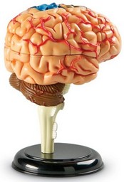 Brain Anatomy Model