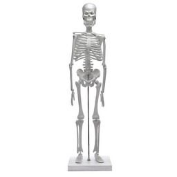 Miniature Human Skeleton Model, 17.5