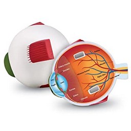 Cross-Section Eye Model