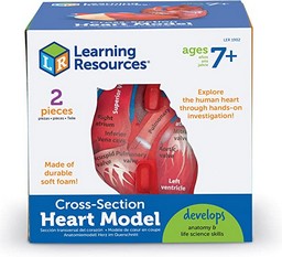 Cross-Section Human Heart Model