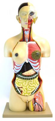 Eisco Labs 35" Dual Sex Premium Life size Human Torso, 24 Parts, Highly Detailed Anatomical Model - With Open Back