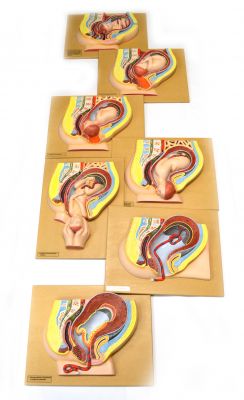 Human Baby Delivery Stages - Set of 7 Models - 18" x 14" Each - Eisco Labs