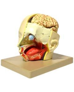 Model, Human, Introductary Head Dissection