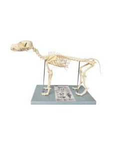 Dog Skeleton Model
