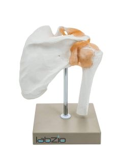 Model, Human, Shoulder Joint