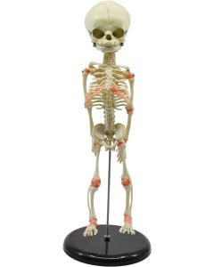 Infant skeleton (fetus skeleton), single skull