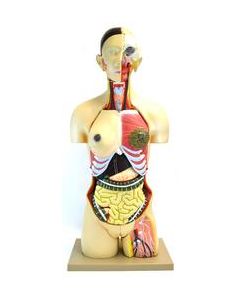 Eisco Labs 35" Dual Sex Premium Life size Human Torso, 24 Parts, Highly Detailed Anatomical Model - With Open Back