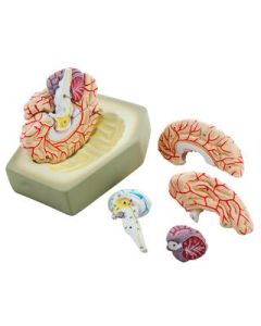 Eisco Labs Life size Human Brain Model with Arteries - 8 parts with Stand