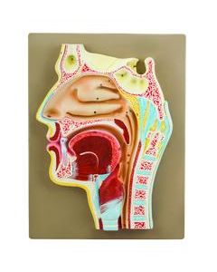 Eisco Labs Human Nose Anatomical Model, Longitudinal Section, 2 Times Life Size, Approx 12" Height