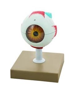 Human Eye Model - 3X Enlarged - 7 Parts - Eisco Labs