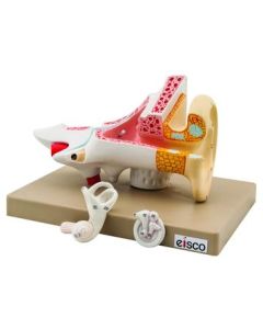 EISCO Human Ear Model, 2 Times Enlarged, 3 Parts