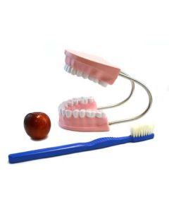 Eisco Labs Oversized Dental Care Model with 14.5" Tooth Brush