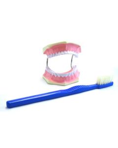 Eisco Labs Giant Dental Care Model, Teeth and Gums with Giant Tooth Brush, 3 Times Life Size