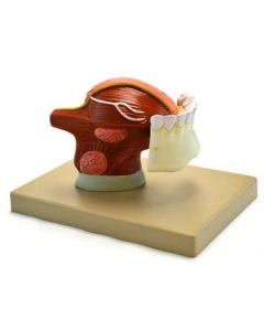 Eisco Labs Human Teeth With Tongue Anatomical Model, 2 Times Life Size