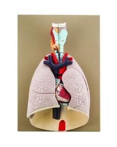 Advanced Heart & Lungs Model - Life Size - 7 Removable Parts - Hand Painted - Designed by Medical Professionals - Eisco Labs