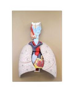 Human Heart & Lung Model, 16.5" - Removable Heart, Cross Section Lung & Larynx - Mounted on Base - Eisco Labs