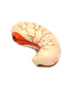 Human Stomach Bisection Model - Life Size - Eisco Labs