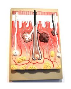 Eisco Labs 300X Life Size Cross Section Model of Human Skin with Hair