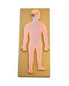 Human Nervous System Model mounted on 18" x 8" Board