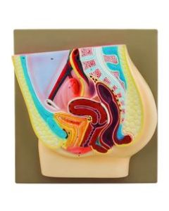 EISCO Female Pelvis Model, Hand Painted