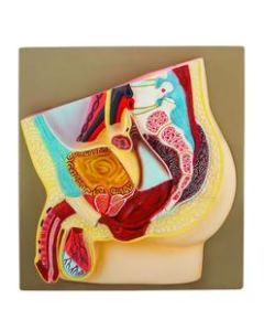 EISCO Male Pelvis Model, Hand Painted
