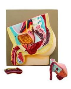 Male Pelvis Section Model - Life Size, 3 Parts - Hand Painted - Designed by Medical Professionals - Eisco Labs