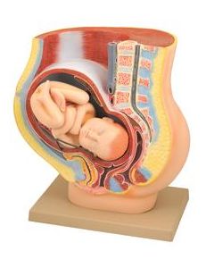 Female Pelvis with Baby, 16.5 Inch - Shows Pregnancy at 9 Months, Full Term - Removable Fetus - Eisco Labs