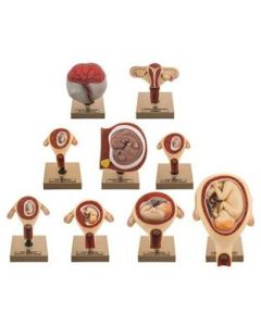 Eisco Labs Pregnancy Series - Embryonic/Fetal Development, Set of 9 Anatomical models