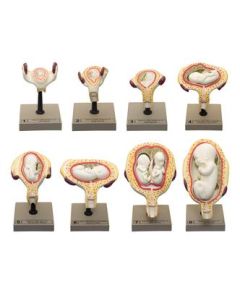 Human Embryo/Fetus Development in Utero, Set of 8 Models - Removable Parts for Exploration of the Gestational Period - Eisco Labs