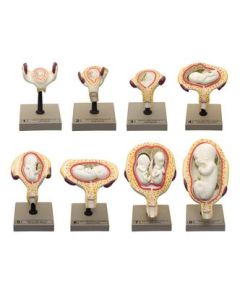 Human Embryo/Fetus Development in Utero Model Set