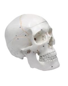 Human Adult Skull Anatomical Model, 3 Part - Life Size - Numbered with Key Card - Medical Quality, 9 Inches - Removable Skull Cap - Eisco Labs