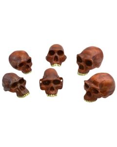 Prehistoric Skull Replicas, Set of 6 - Approx. 10" Size Each - Afarenis, Africanus, Habilis, Erectus, Neanderthalensis and Steinheim Cranium Models - Eisco Labs