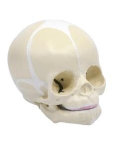Infant Skull, Human Anatomical Model - Life Size - Articulated Mandible - Eisco Labs