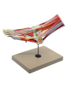 Foot & Ankle, Muscle and Ligaments Model, 8 Part - Includes Mount