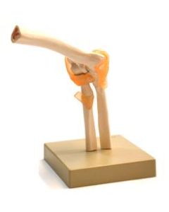 Eisco Labs Human Elbow Joint Anatomical Model, Life Size, Approx. 9'X7"x4"