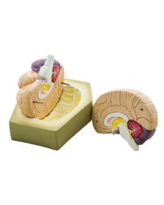 Detailed Human Brain Model; 2 Parts, 6.5"x6.5" - Eisco Labs