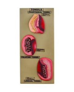 Premium Model of Tonsils - 3D View of Pharyngeal, Palatine, and Lingual Tonsils, Hand Painted with Key Card, Mounted on Base - Eisco Labs