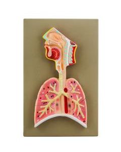 Eisco Labs Human Respiratory System Model, Half Live Size, Longitudinal Section of Head, Throat and Lungs