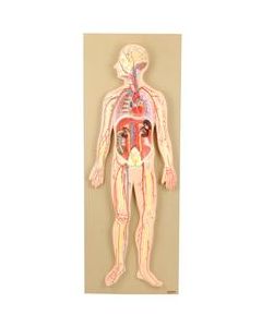 Model, Human Circulatory System, Half-Size