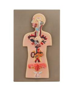 Eisco Labs Human Endocrine System Anatomical Model, Miniature Size - Cross Section, Approx. 15"x10"