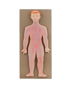 Model Human Lymphatic System