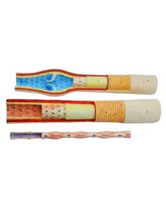 3 Piece Artery, Vein and Capillary Model Set, 13 Inch - Enlarged - Numbered - Cross Sections - Eisco Labs