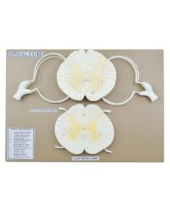Spinal Cord Model, 17 Inch - Mounted - 10x Enlarged - Includes Nerve Branches - With English Key Card - Eisco Labs