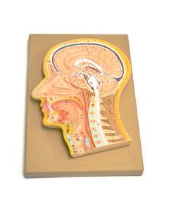 Model, Human, Head, Fontal Section, Median Section