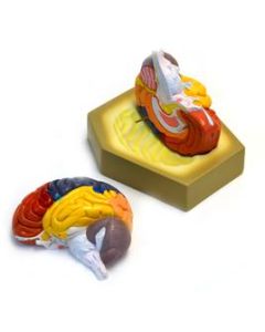Eisco Labs Colored Human Brain Model - Life size
