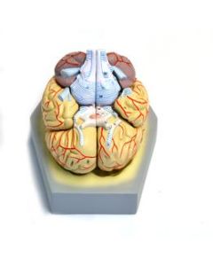 Model, Human Brain, With Arteries, 9 Parts