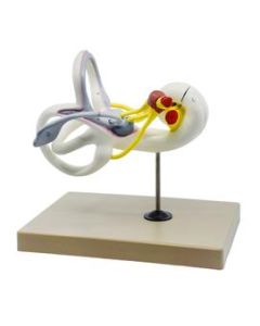 Inner Ear Model, Bony & Membranous Labyrinth - Enlarged 16X Life Size - Sectioned Cochlea - Designed by Medical Professionals & Hand Painted - Eisco Labs