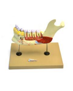 Lower Human Jaw Model - 5 times Life size